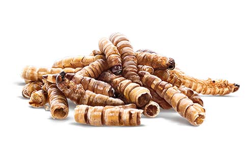 Een duurzame, hypoallergene eiwitbron, boordevol essentiële aminozuren, verteerbare vetten en antimicrobiële bestanddelen.