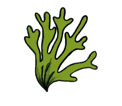 Vitamines en jodium voor betere werking van klieren en spijsvertering.