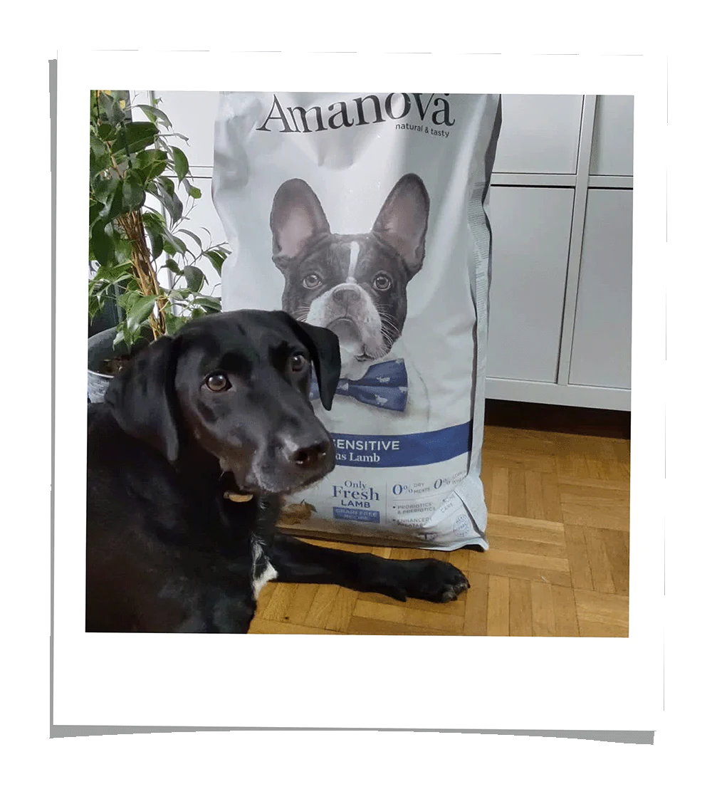 Mijn hond heeft een maagprobleem en samen met de voedingsdeskundige hebben we besloten om Amanova Sensitive Lamb te proberen. Sinds hij het neemt, heeft hij geen symptomen meer gehad en hoefden we niet meer naar de dierenarts, een hele opluchting voor hem. Bovendien wordt het bij mij thuis bezorgd, wat een opluchting voor mij is. De voedingservaring en het aankoopproces zijn erg goed bevallen.