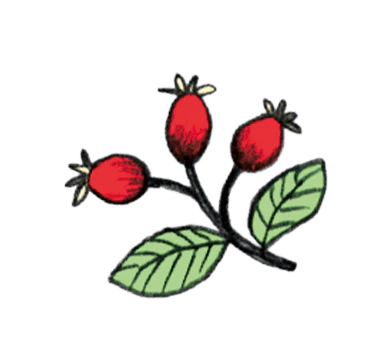 Bevordert de immuniteit, ondersteunt gewrichten en geeft een energieboost