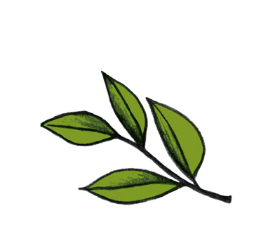 Antioxidanten die het cardiovasculair systeem ondersteunen.