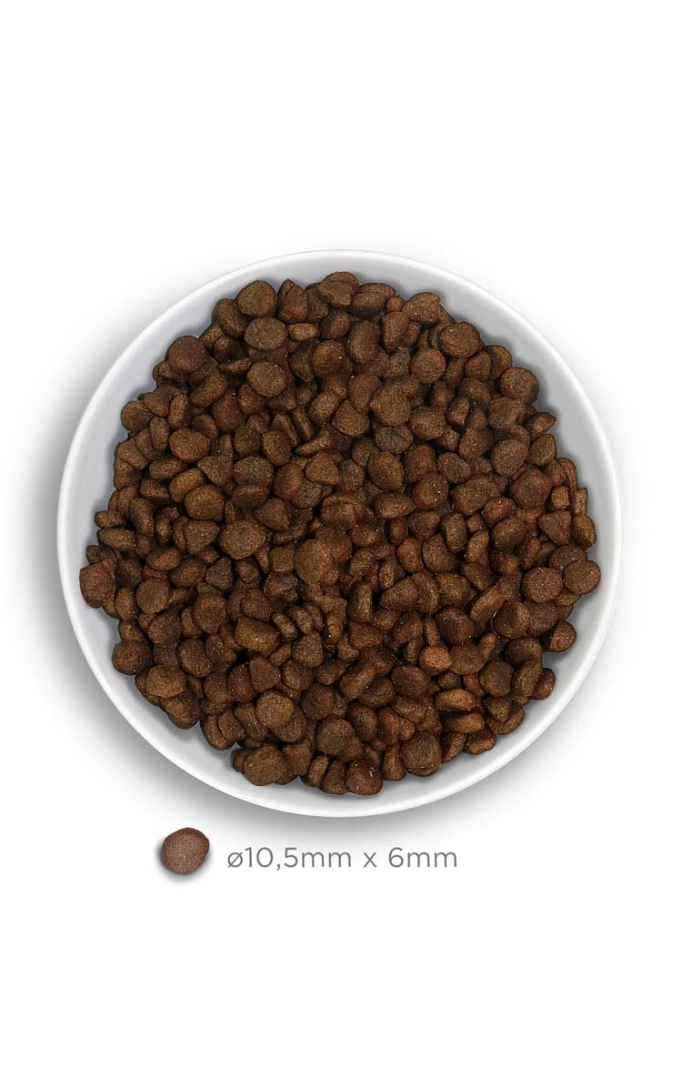 Adult Cat - Divine Rabbit - Vers konijn