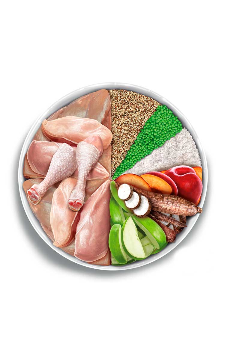 Adult mini - Exquisite Chicken - Verse kip