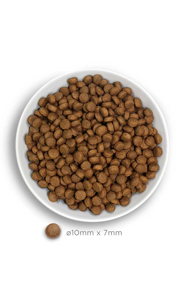 Puppy medium - Exquisite Chicken -  Verse kip